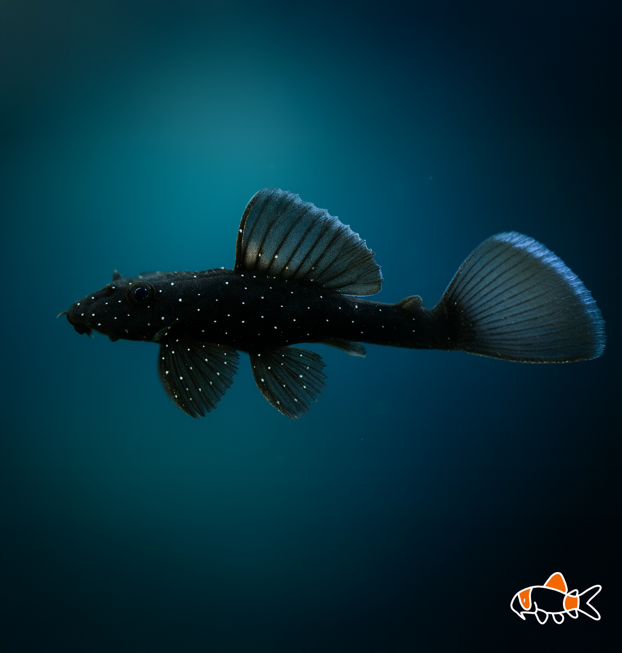 L181 Peppermint Bristlenose | NZ Bred