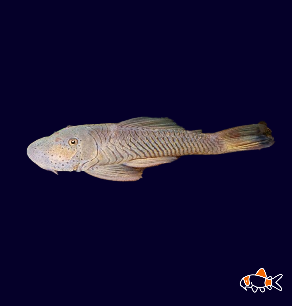 L187B Striped Bulldog Pleco (Chaetostoma thomsoni)