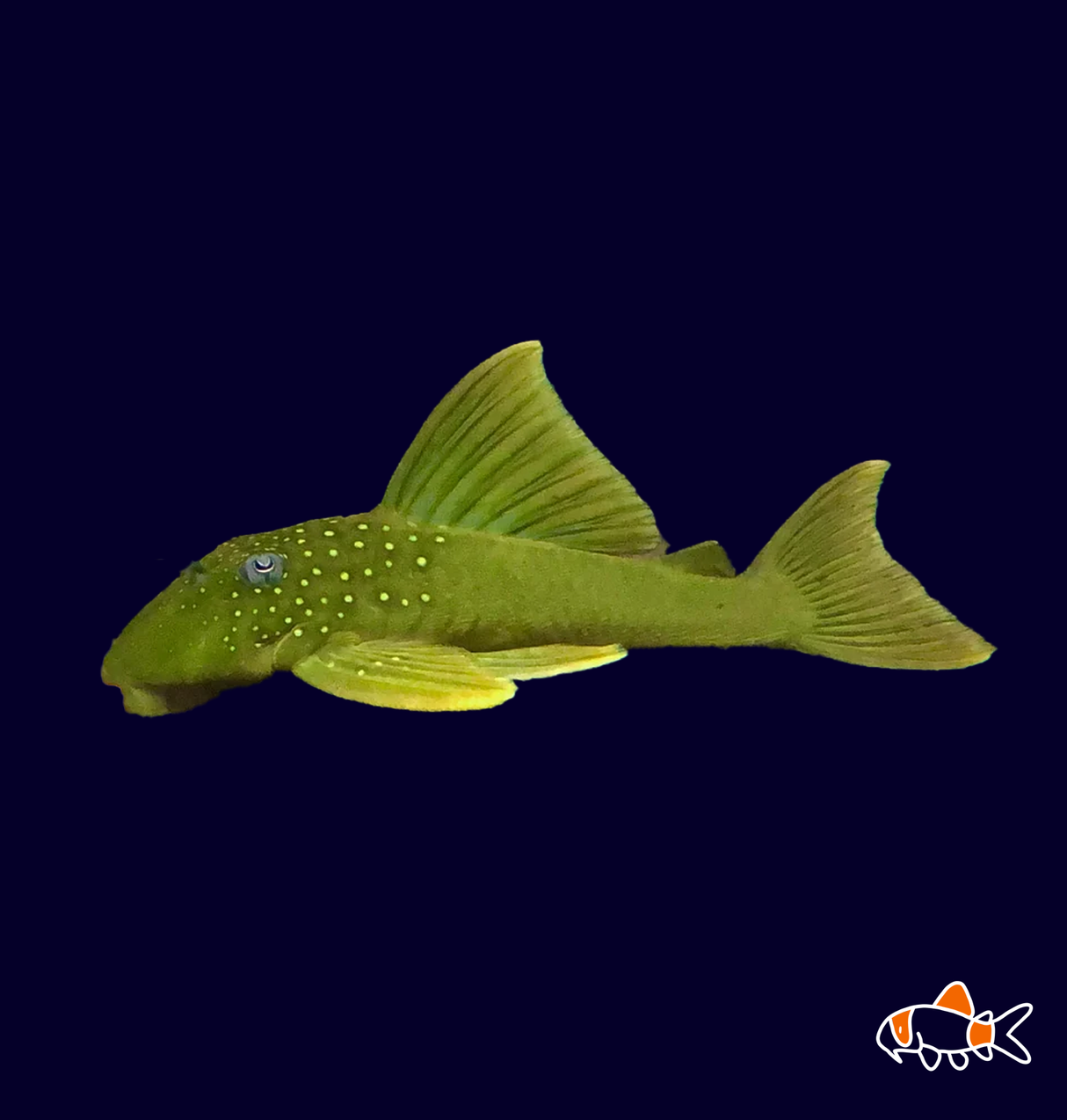 L200 Green Phantom Pleco (Hemiancistrus subviridis) | Imported