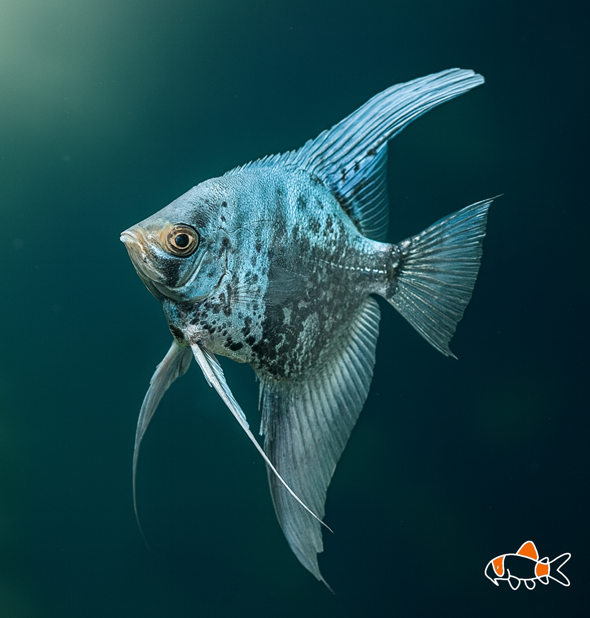 Leopard Angel | Imported