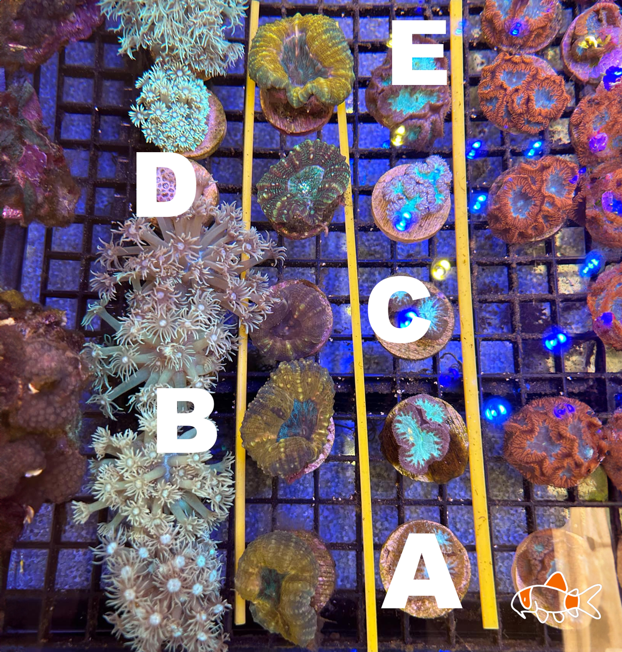 Lobed Brain || Ultra