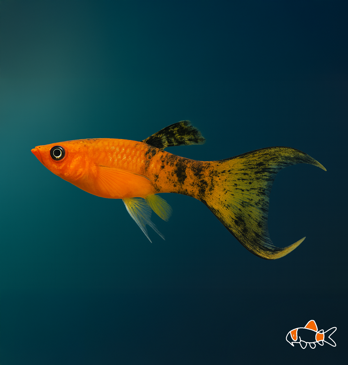 Lyretail Calico Molly | Imported