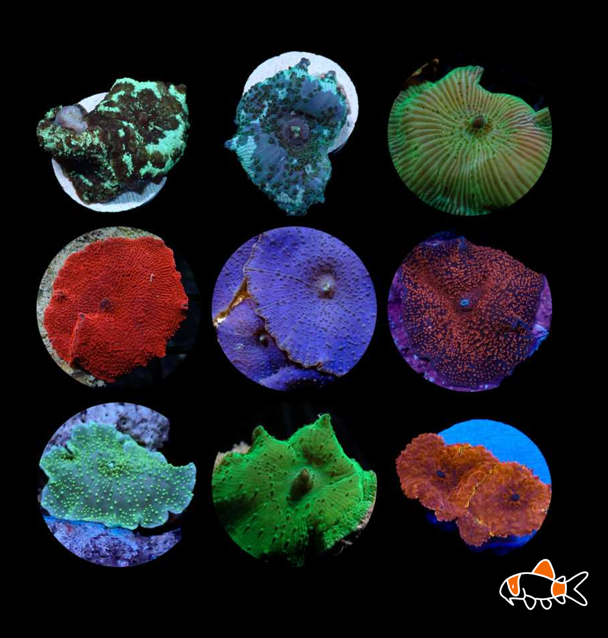 Mixed Morph Mushroom Frags | Mixed Colours | Imported