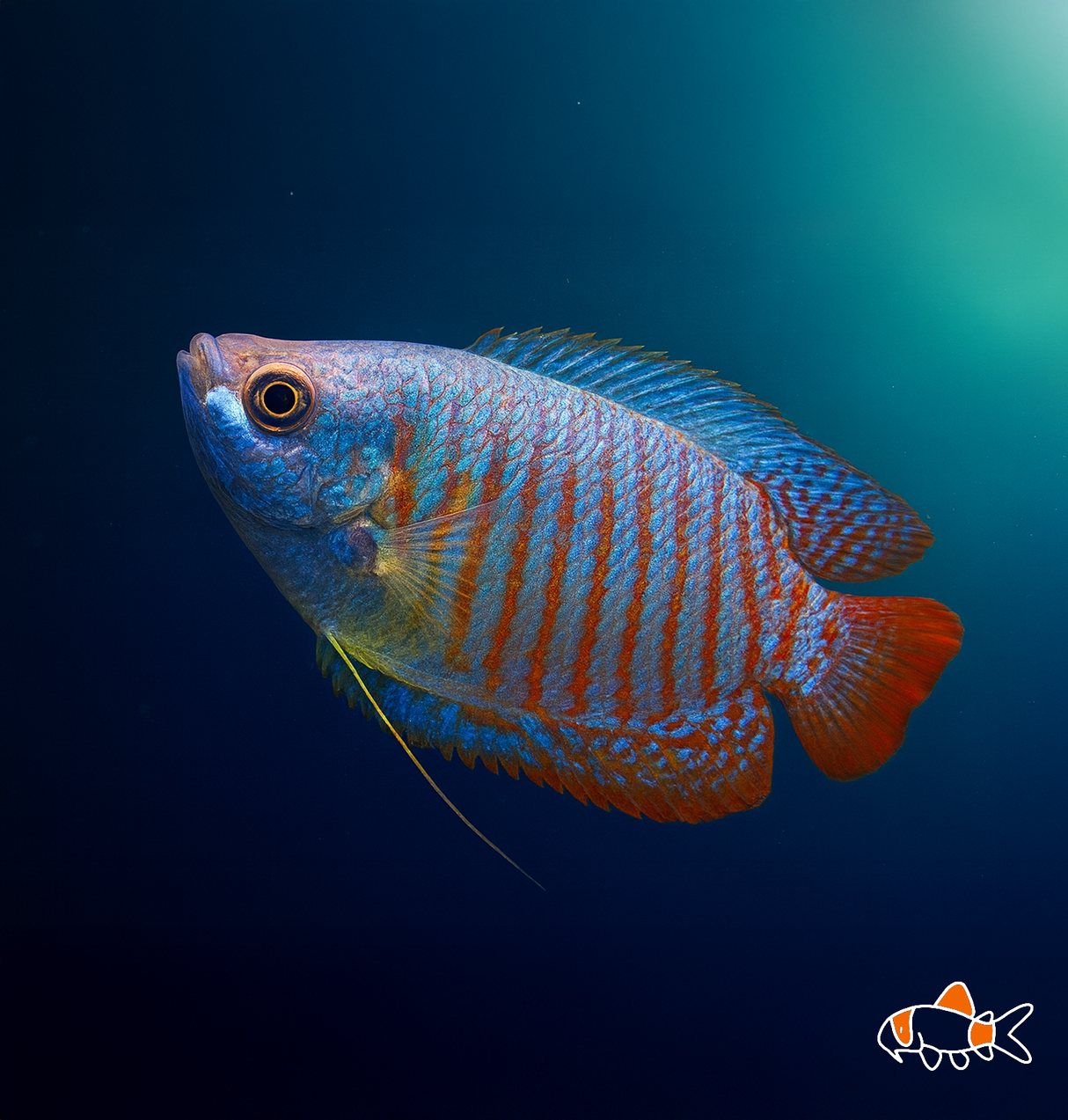 Neon Dwarf Gourami | Imported