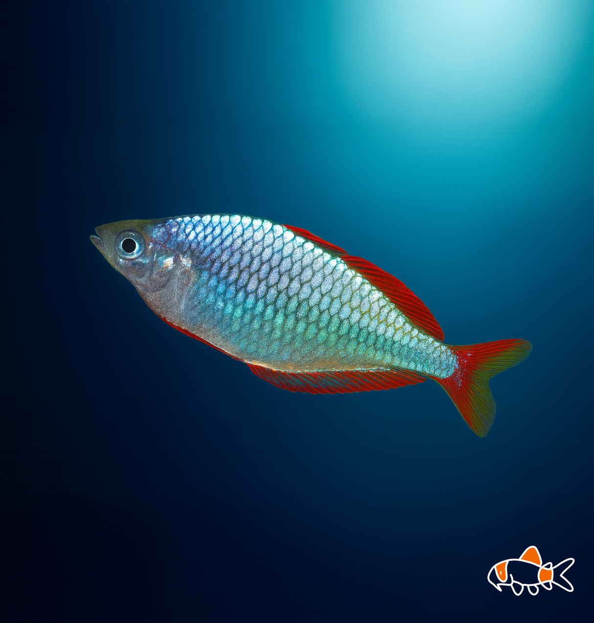Neon Dwarf Rainbow | Imported