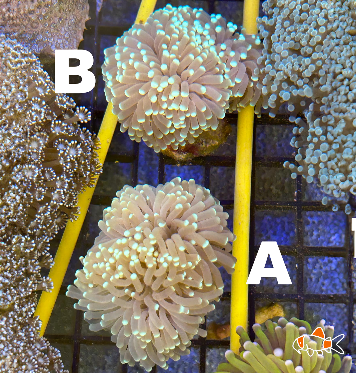 Northern Territory Torch || Green Stem