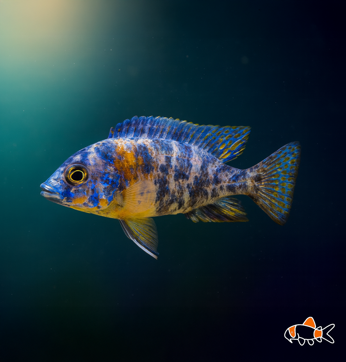 OB Peacock Cichlid | Imported