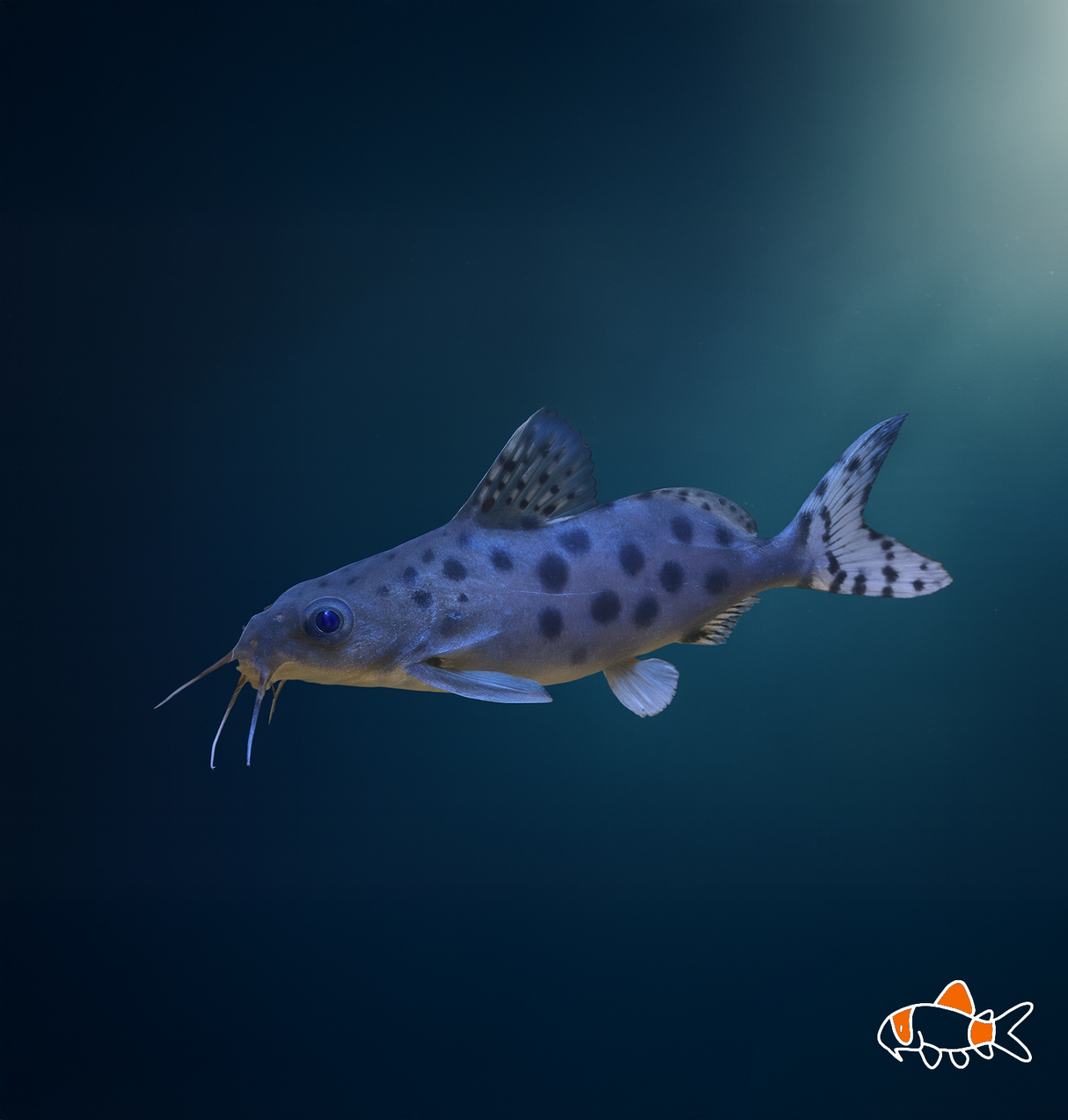 Ocellated Catfish | Imported