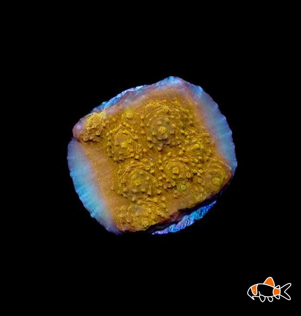 Chalice Frag | Orange/Gold | Imported