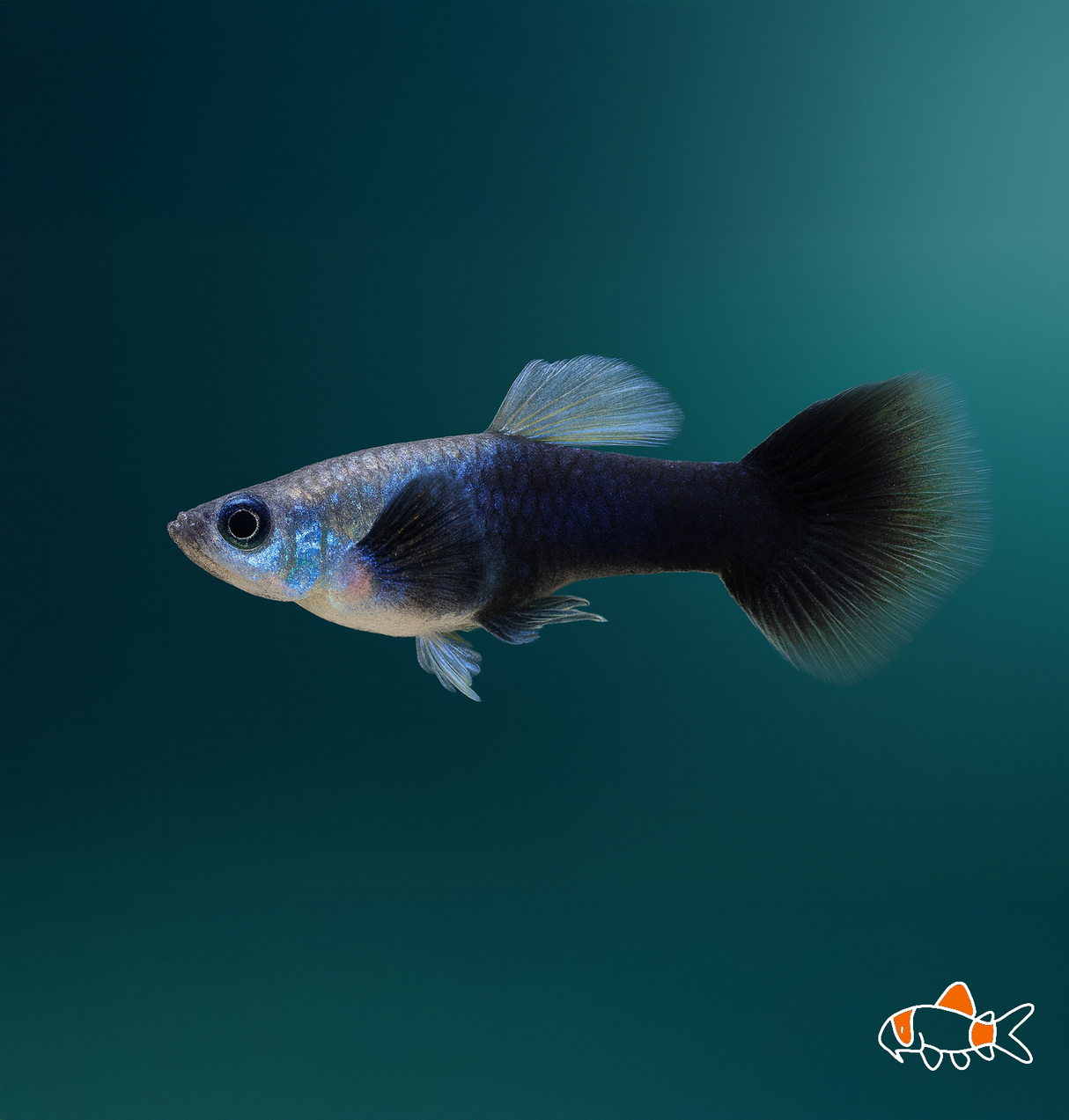 Panda Guppy | Imported