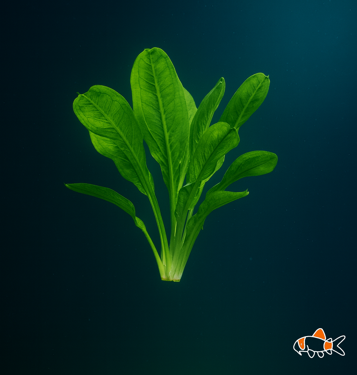 Parviflorus 'Tropica'