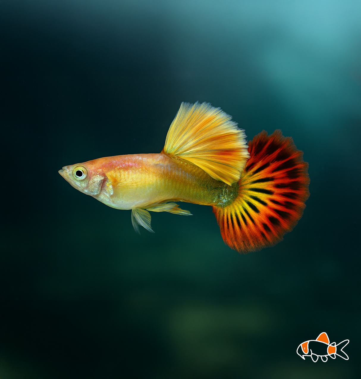 Phoenix Guppy | Imported