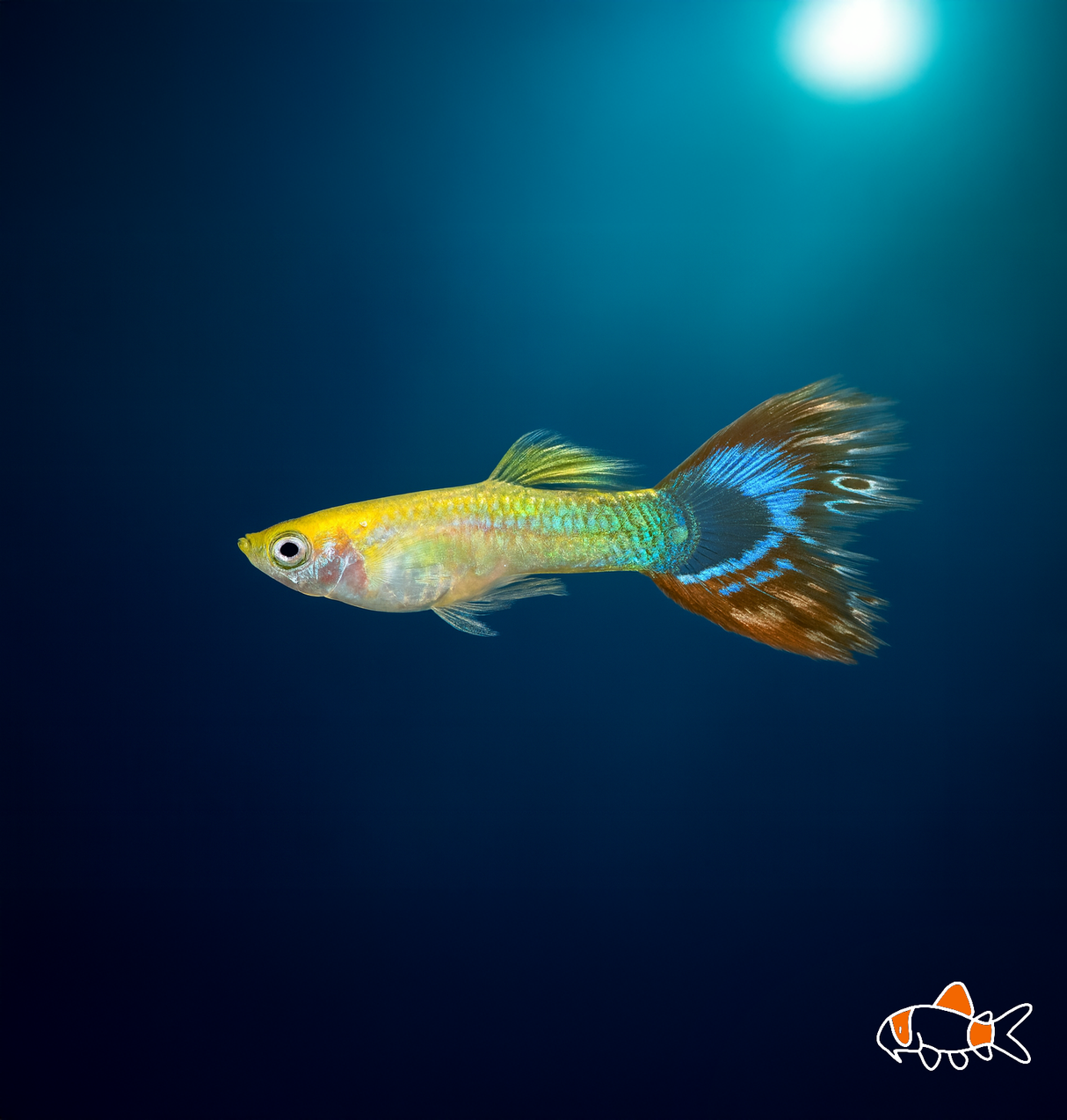 Platinum Flora Guppy | Imported