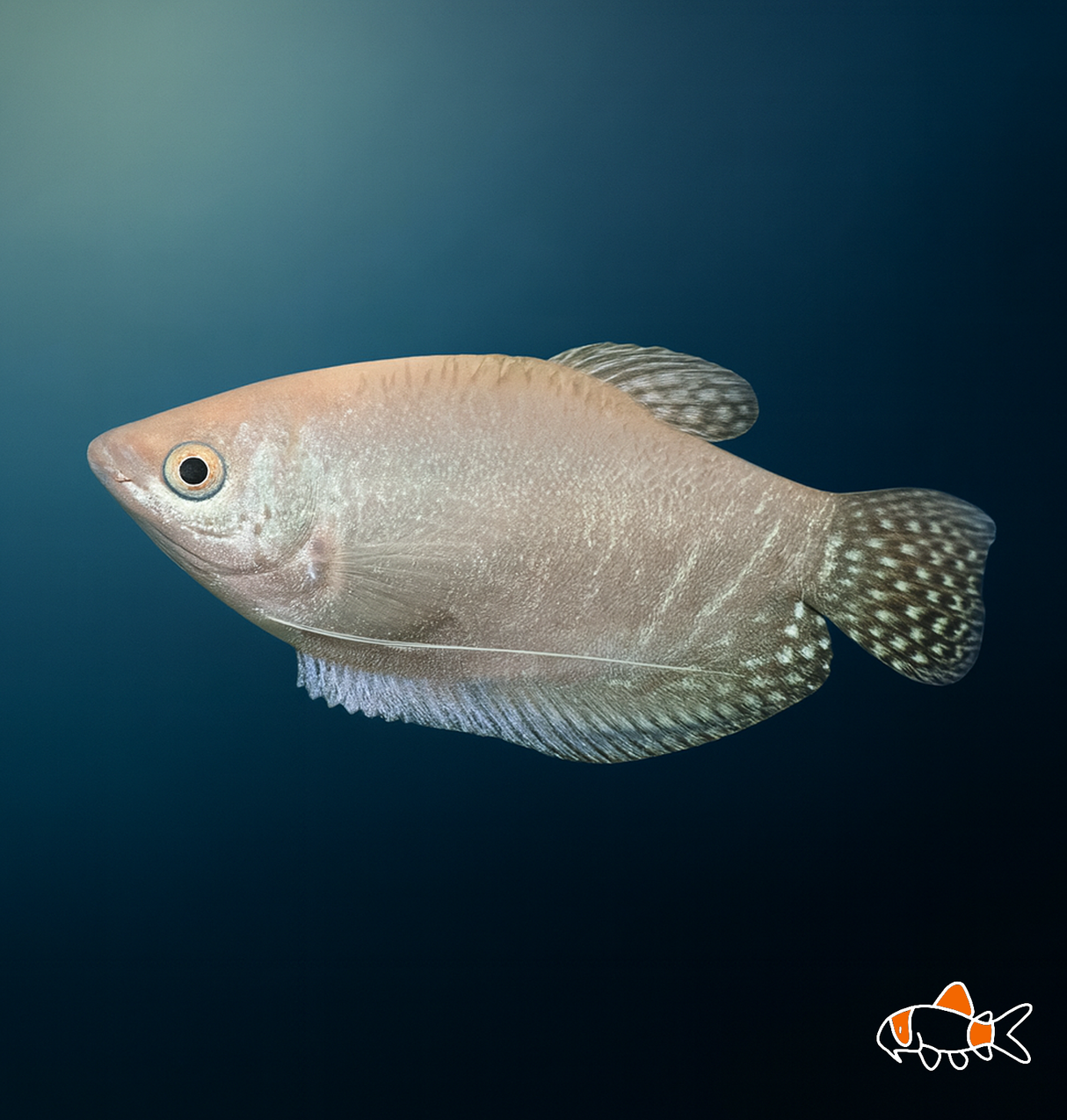Platinum Opaline Gourami | Imported