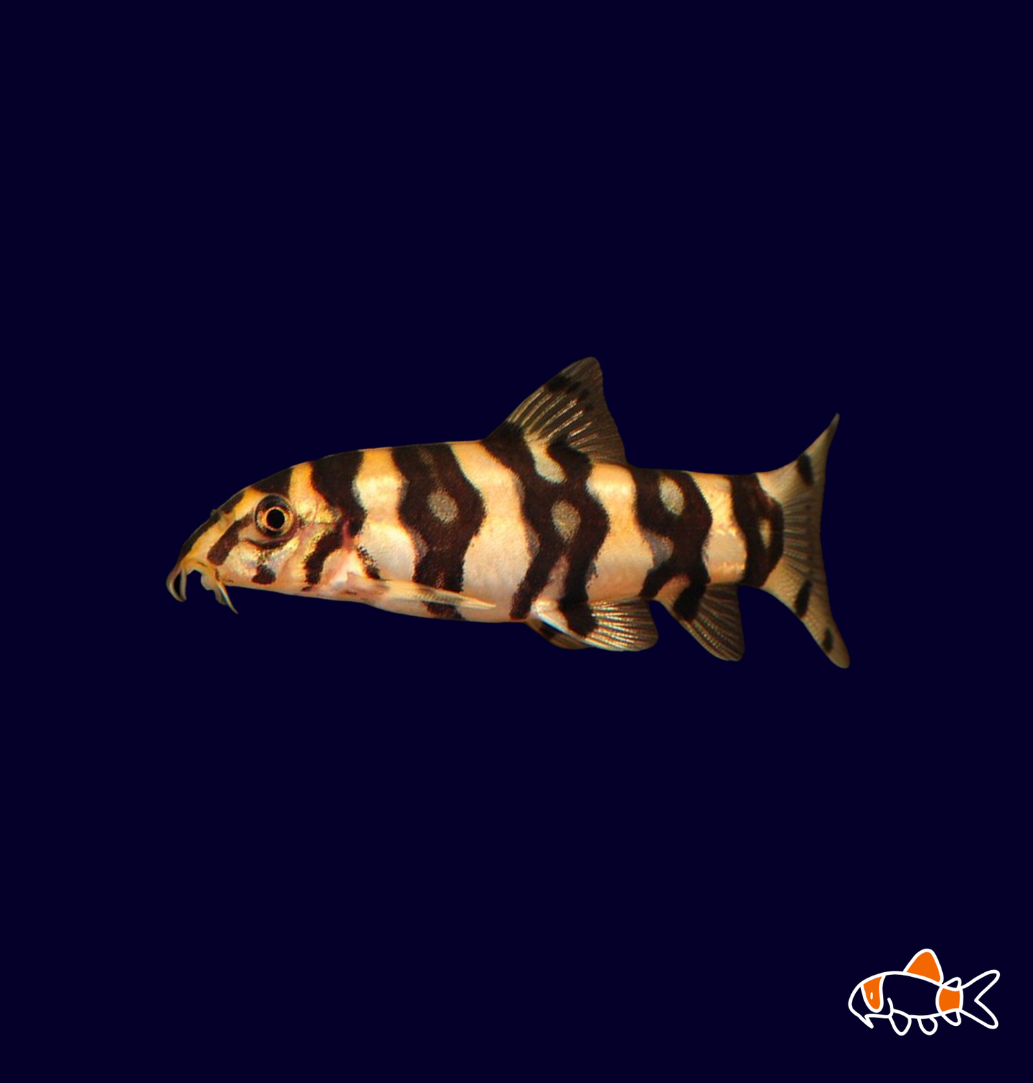 Polkadot Botia (Botia kubotai)