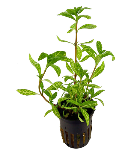 Polysperma Varigated