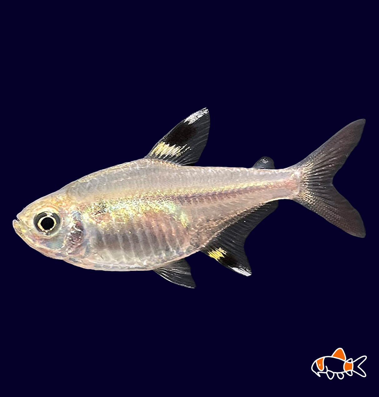 Pristella Tetra (Pristella Maxillaris) | Imported