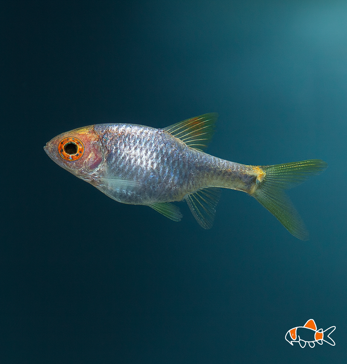 Purple Harlequin | Imported