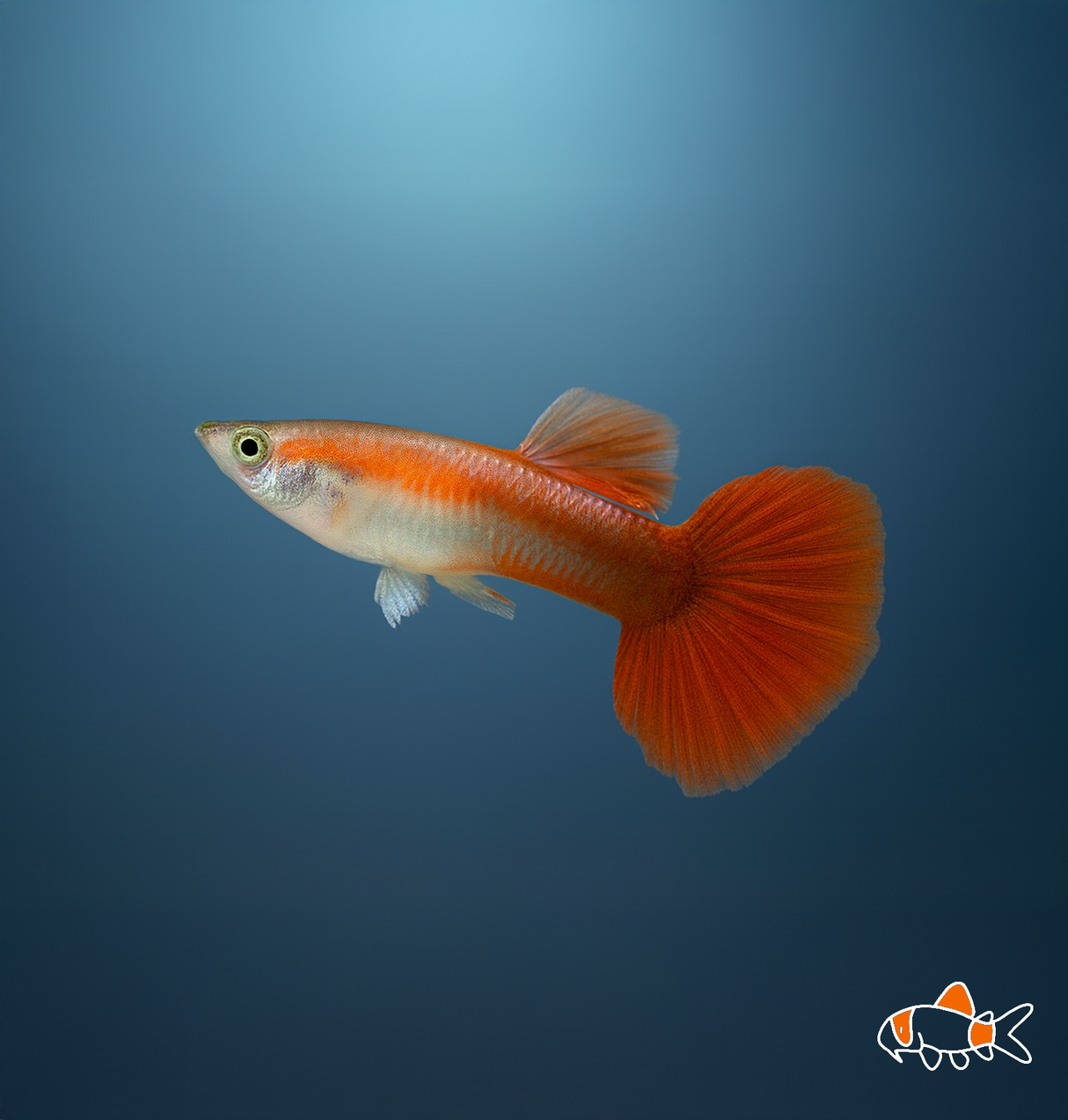 Red Bronze Guppy | Imported