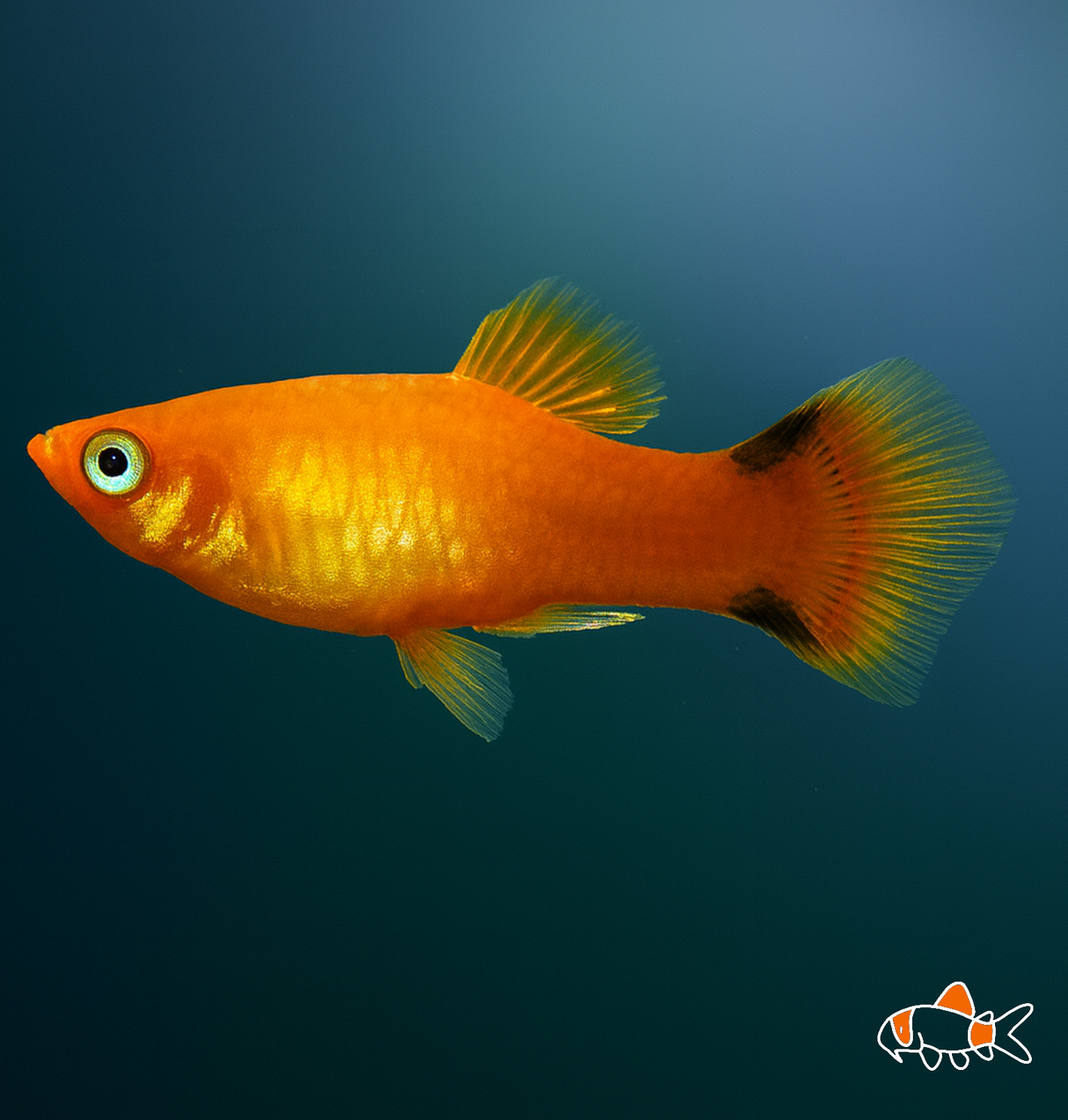 Red Comet Platy | Imported
