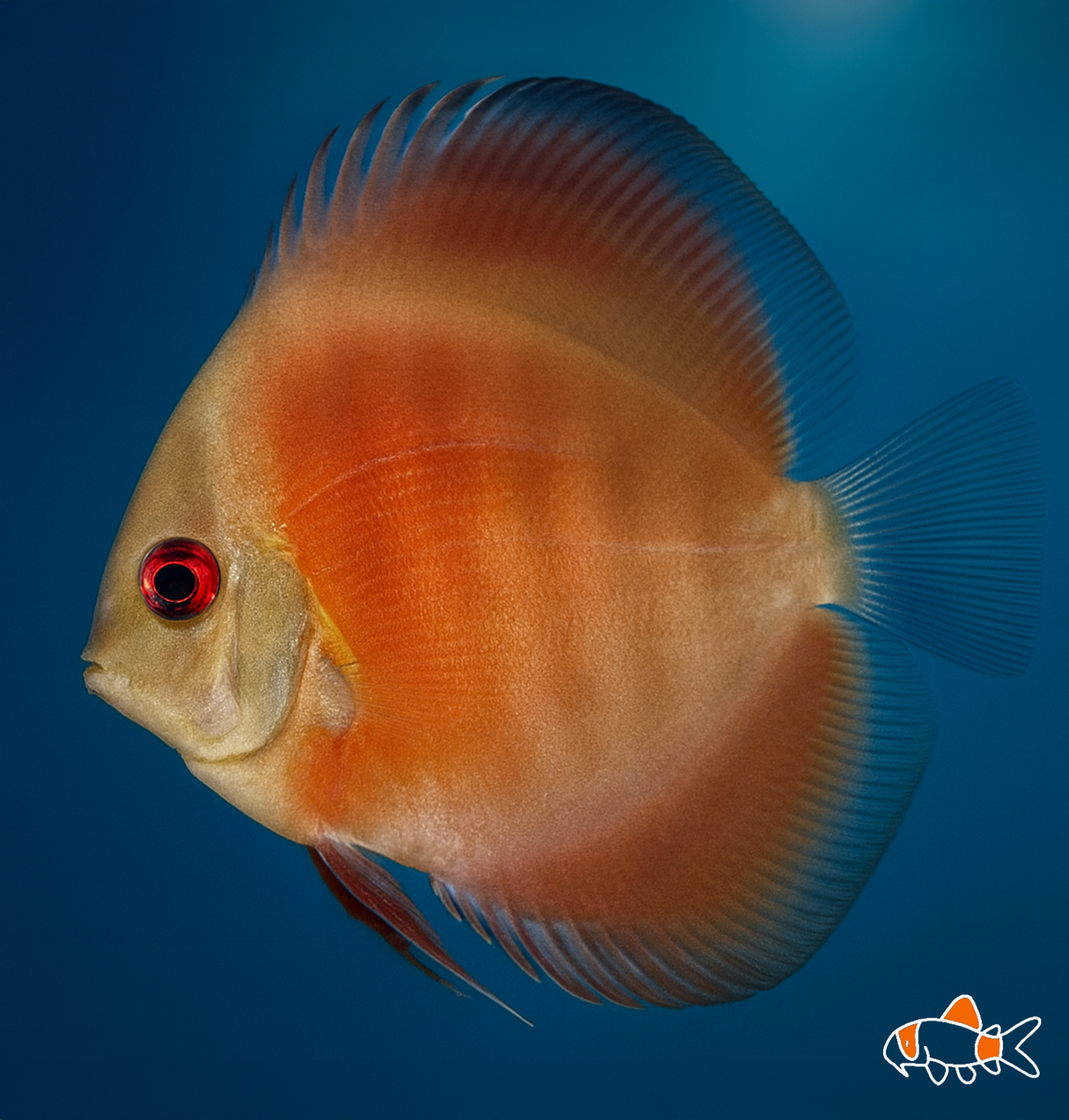 Red Cover Discus | Imported