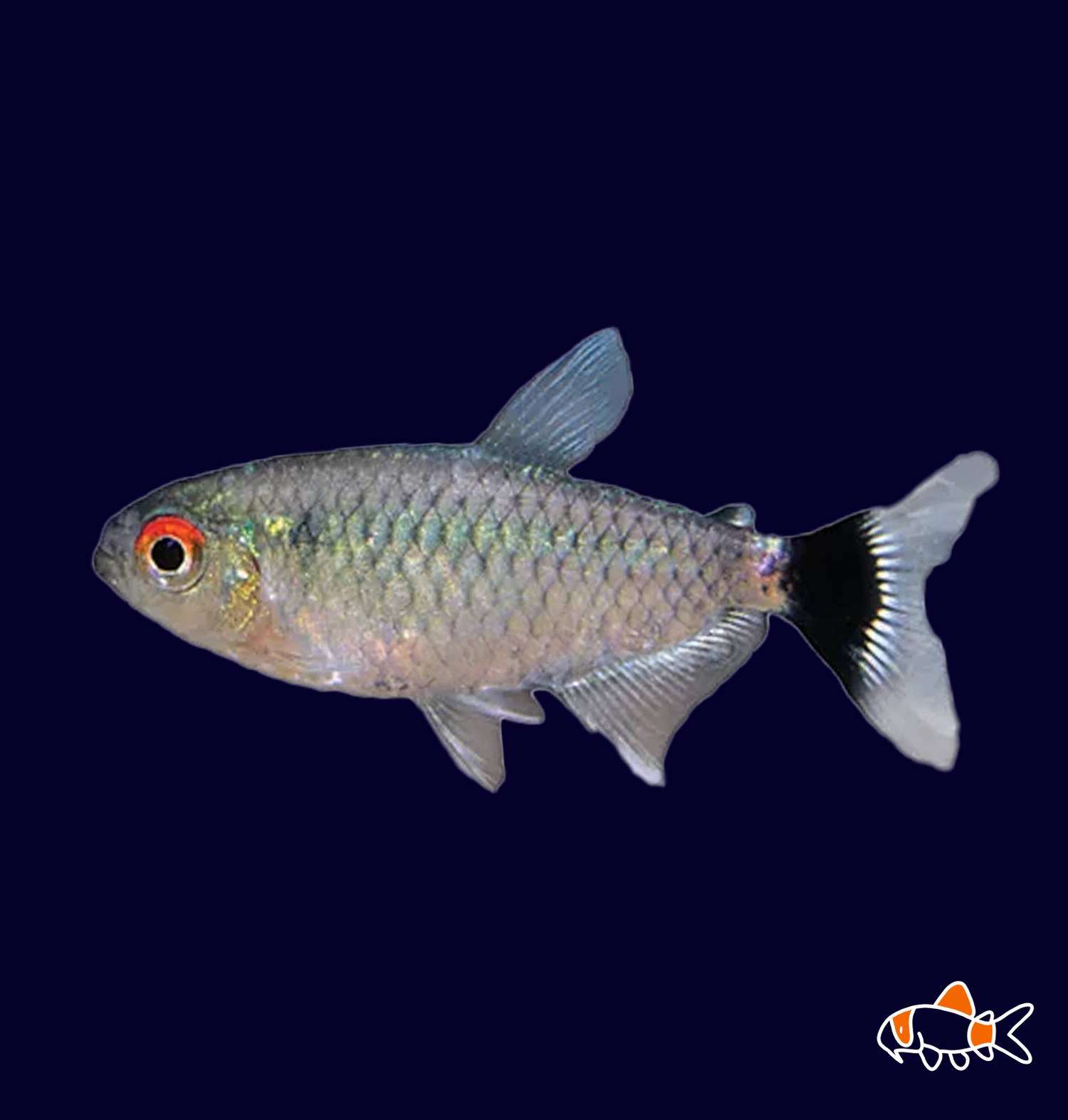 Red Eye Tetra (Moenkhausia sanctaefilome)
