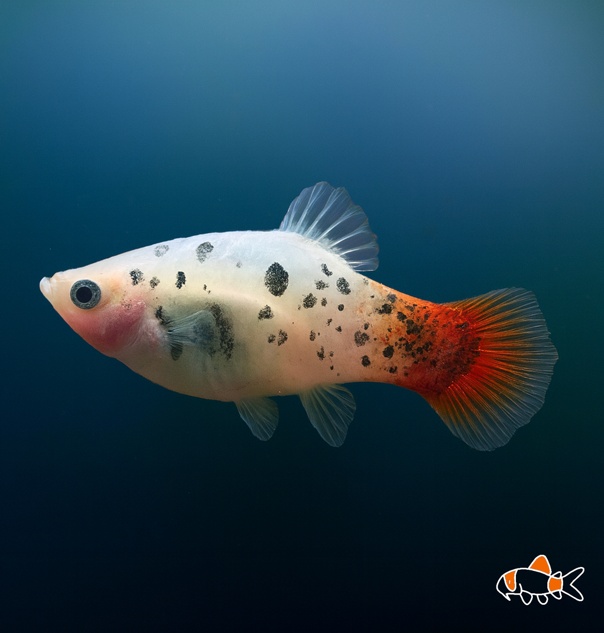 Red Tail Calico Platy | Imported