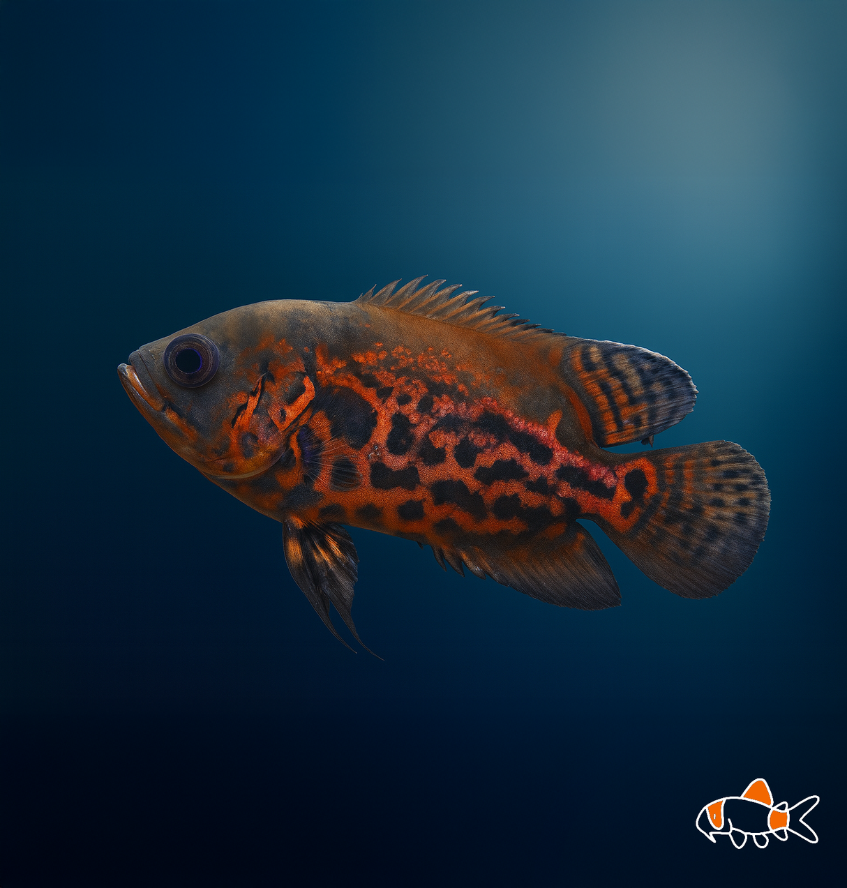 Red Tiger Oscar | Imported