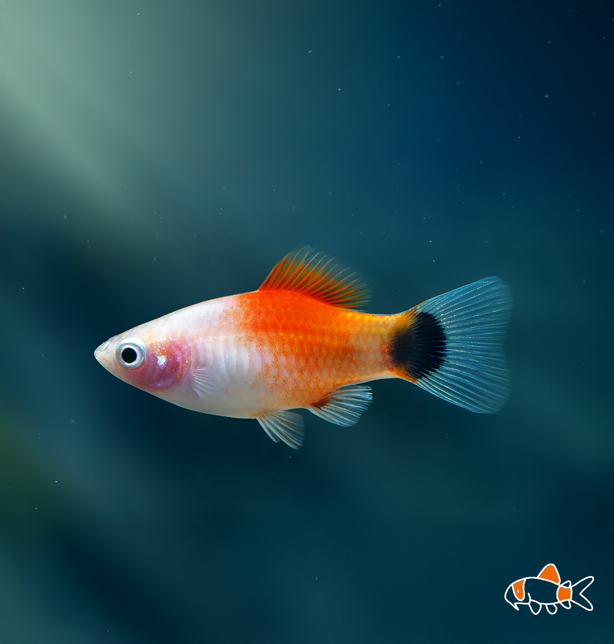 Red Top Silver Mickey Mouse Platy | Imported