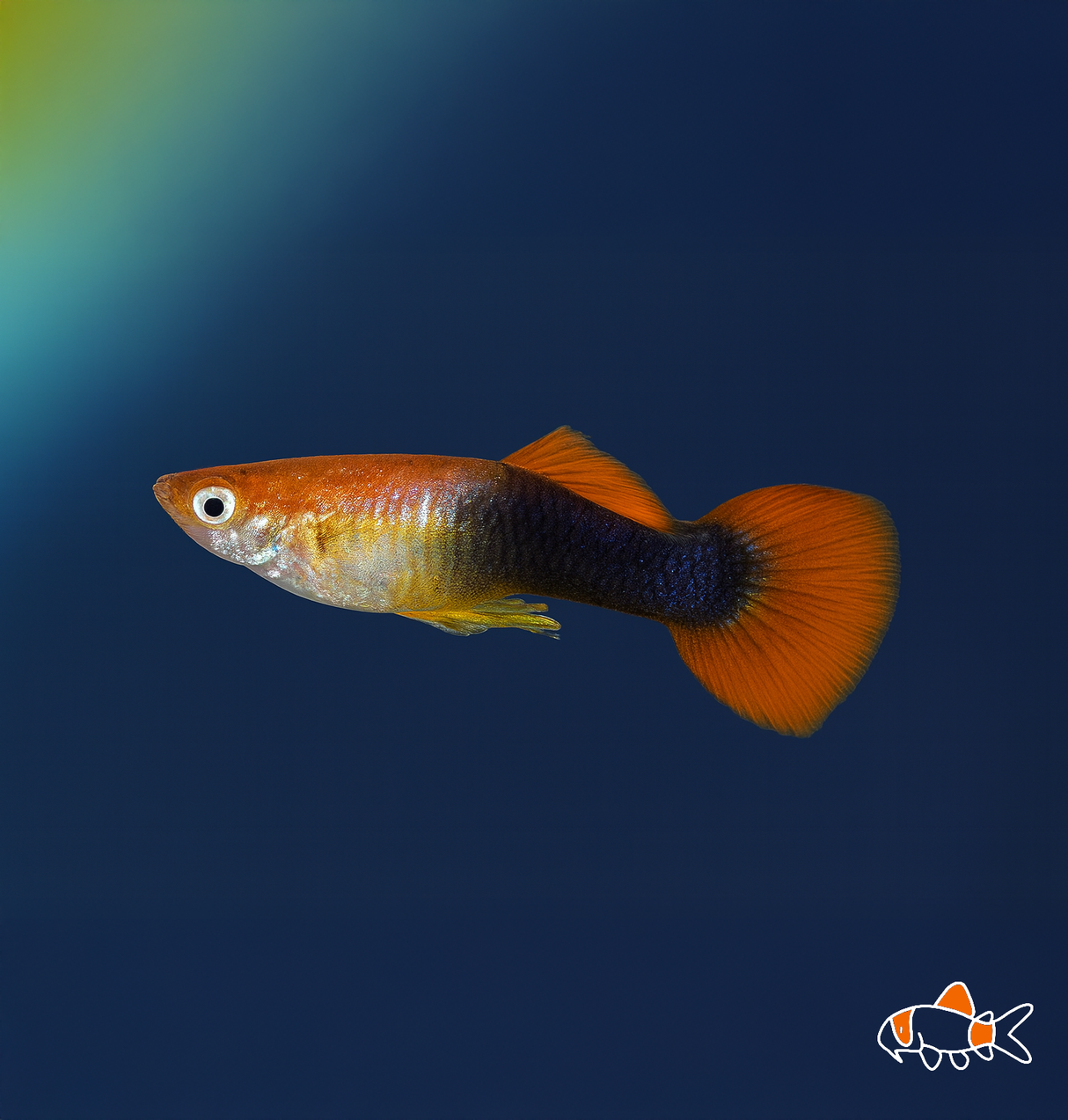 Red Tuxedo Guppy | Imported