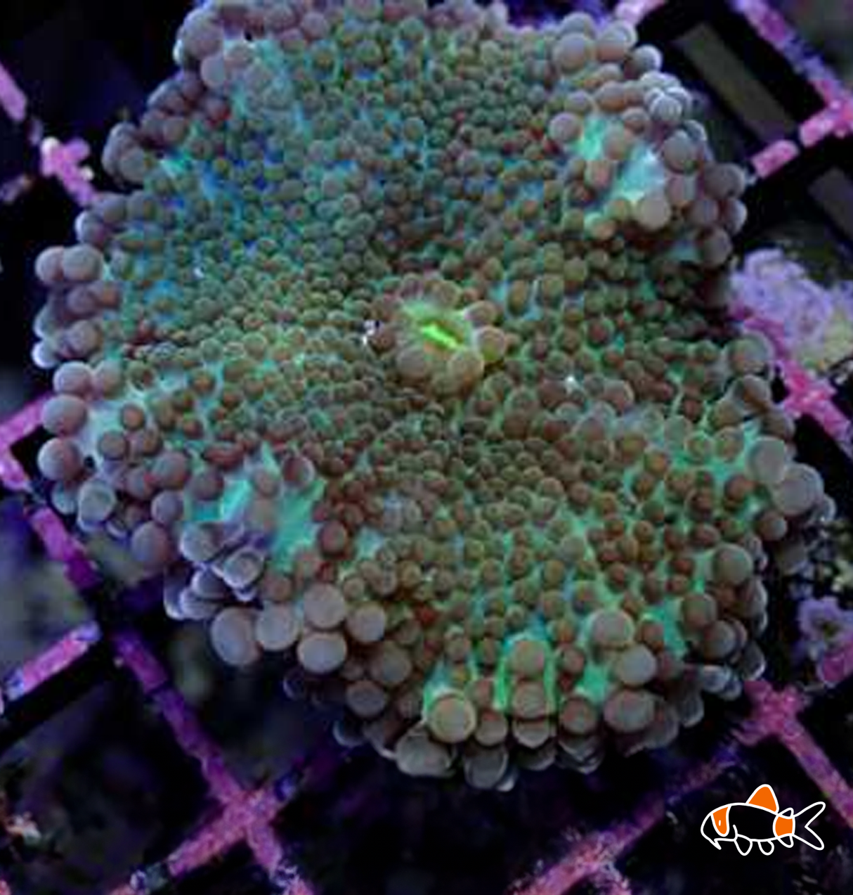 Ricordea Mushroom Coral Green