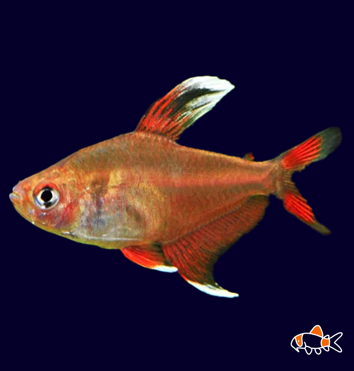 Rosy Tetra (Hyphessobrycon rosaceus)