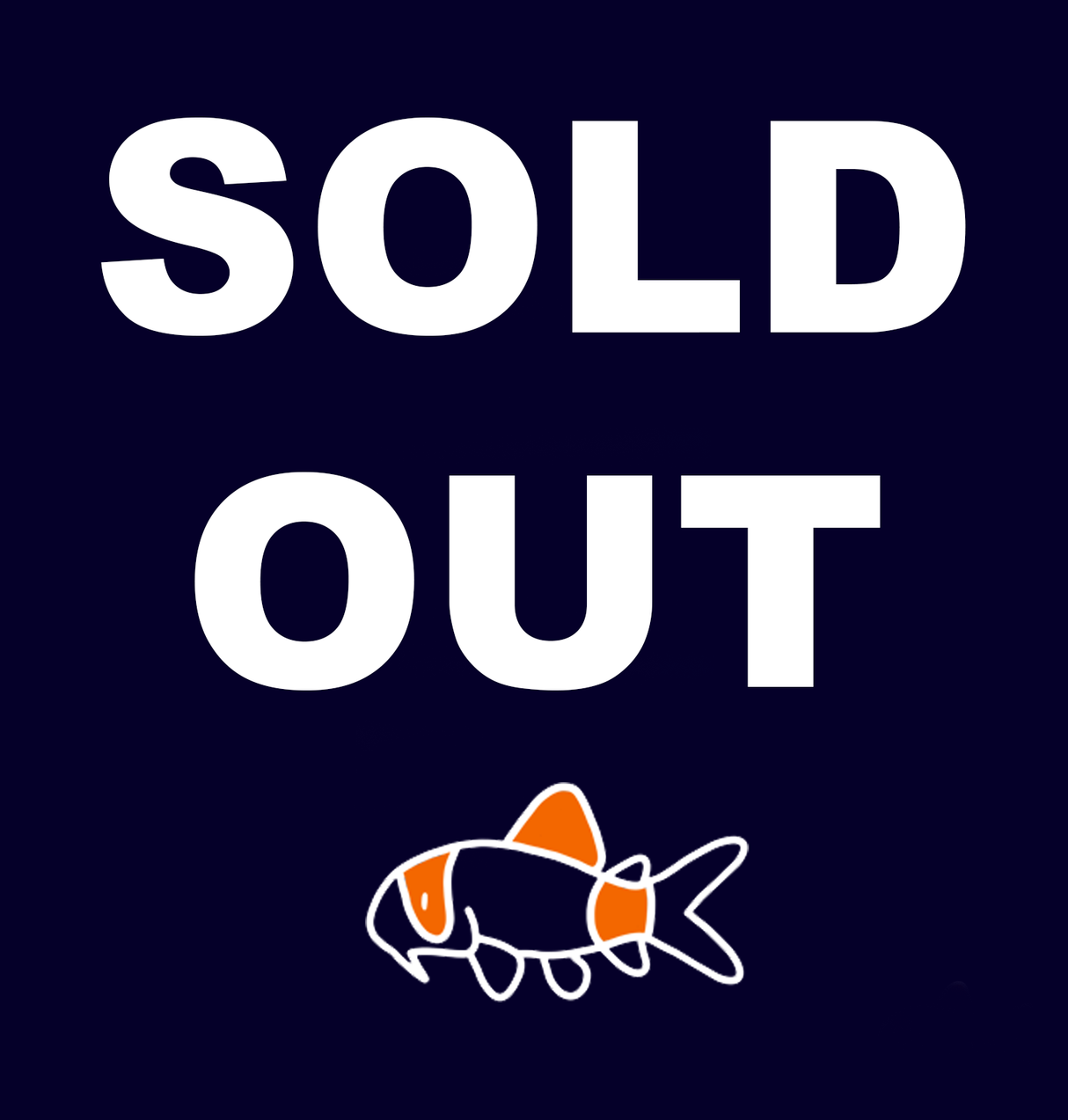 Blastomussa Wellsi || Red