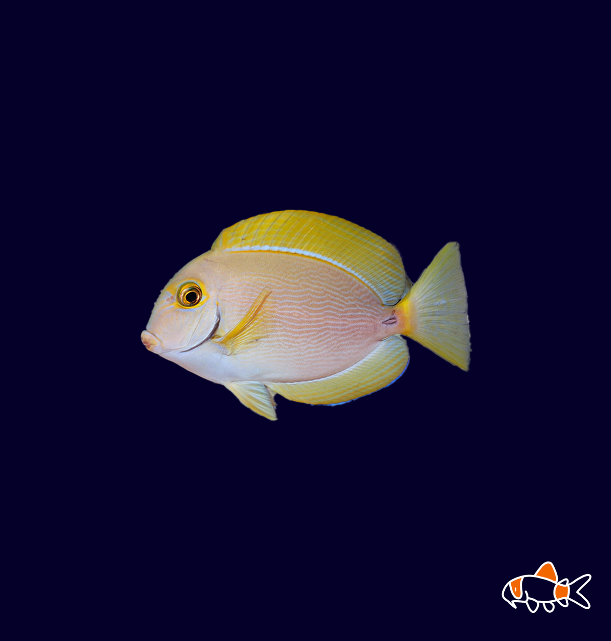 Scribbled Tang | Imported