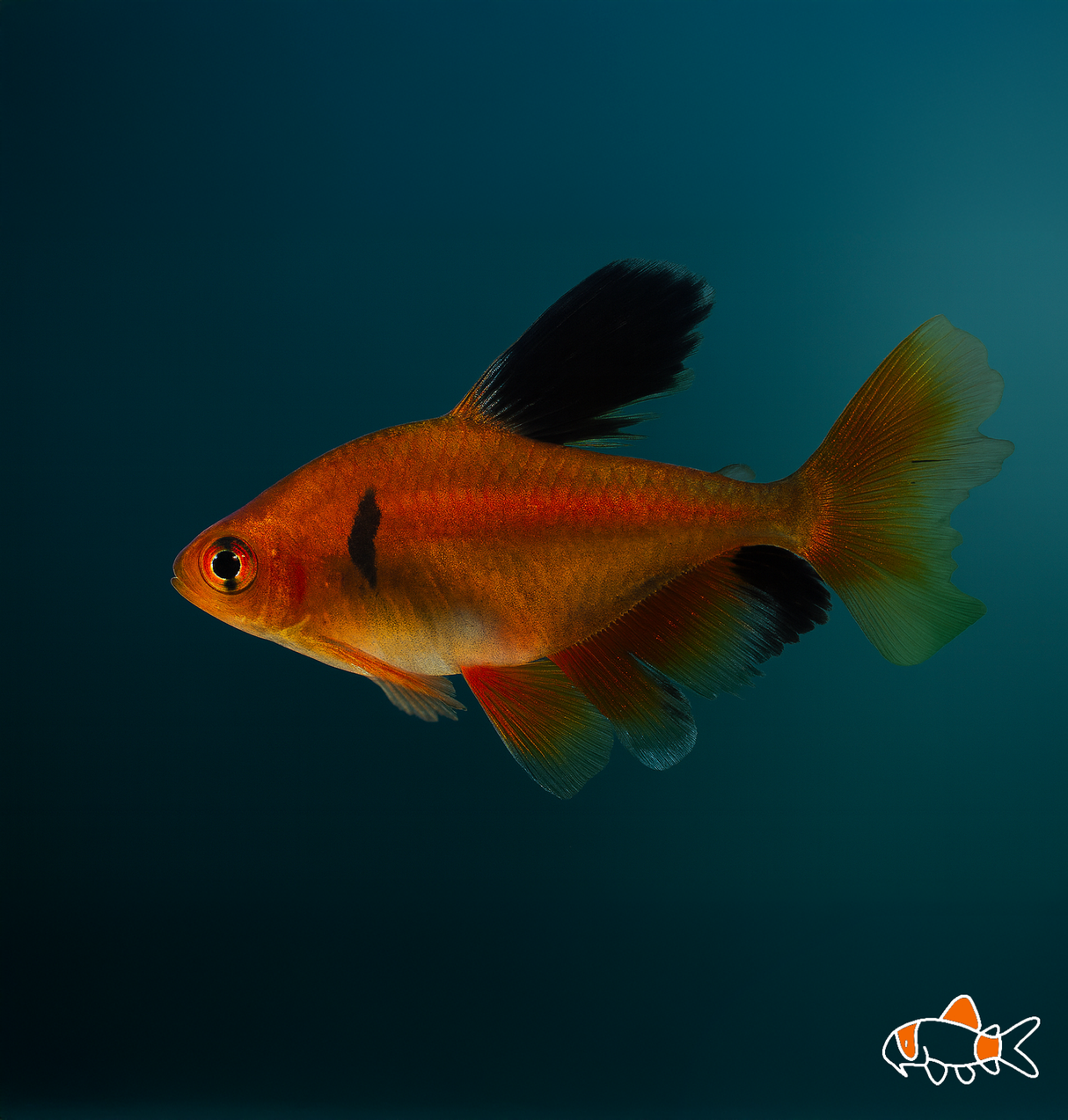 Serpae Tetra Hi-fin | Imported
