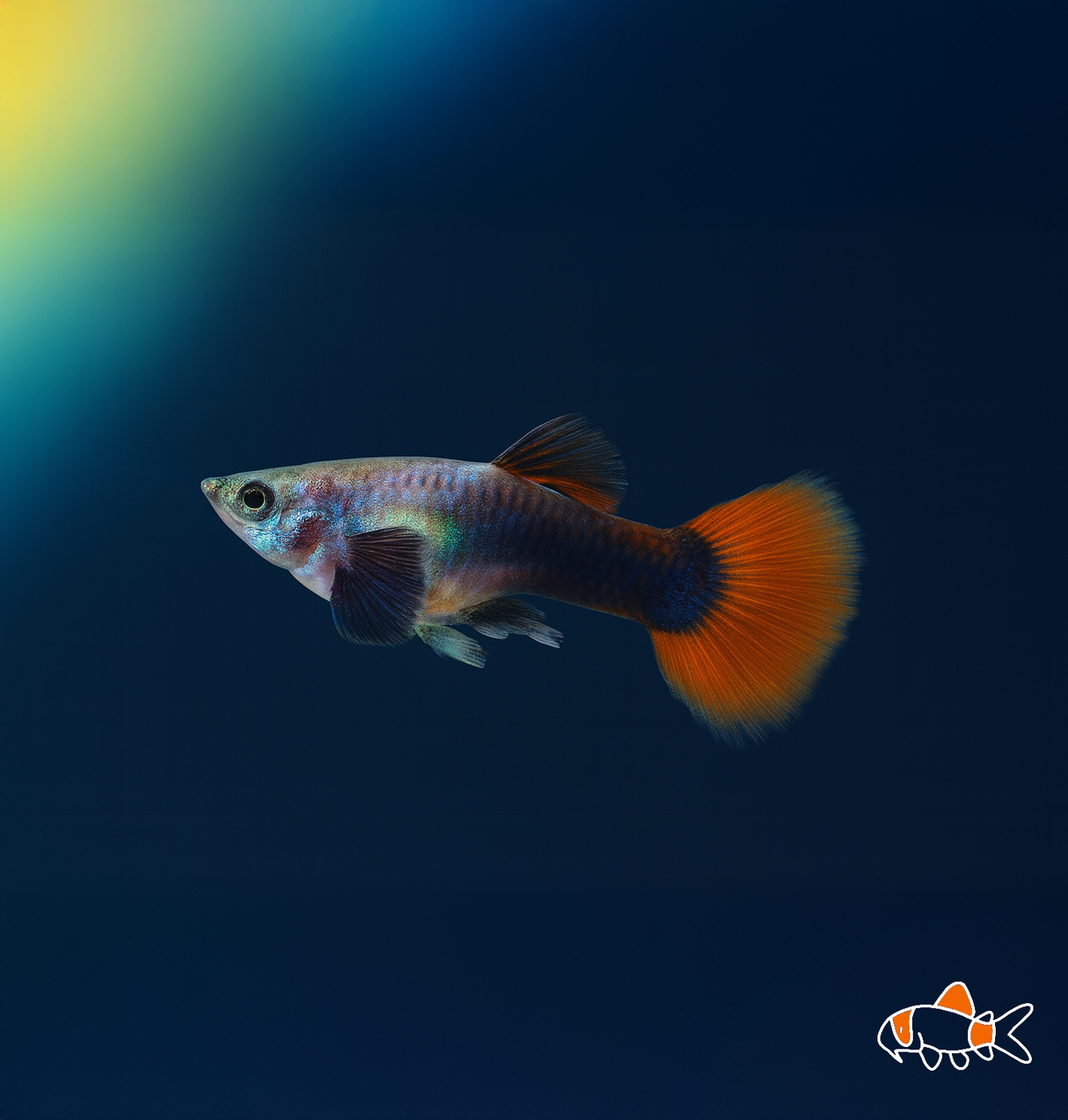 Silver Dumbo Guppy | Imported