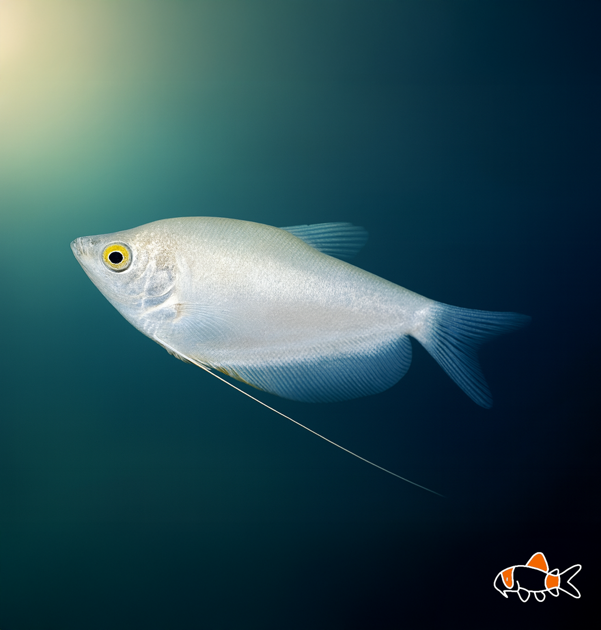 Silver Gourami | Imported