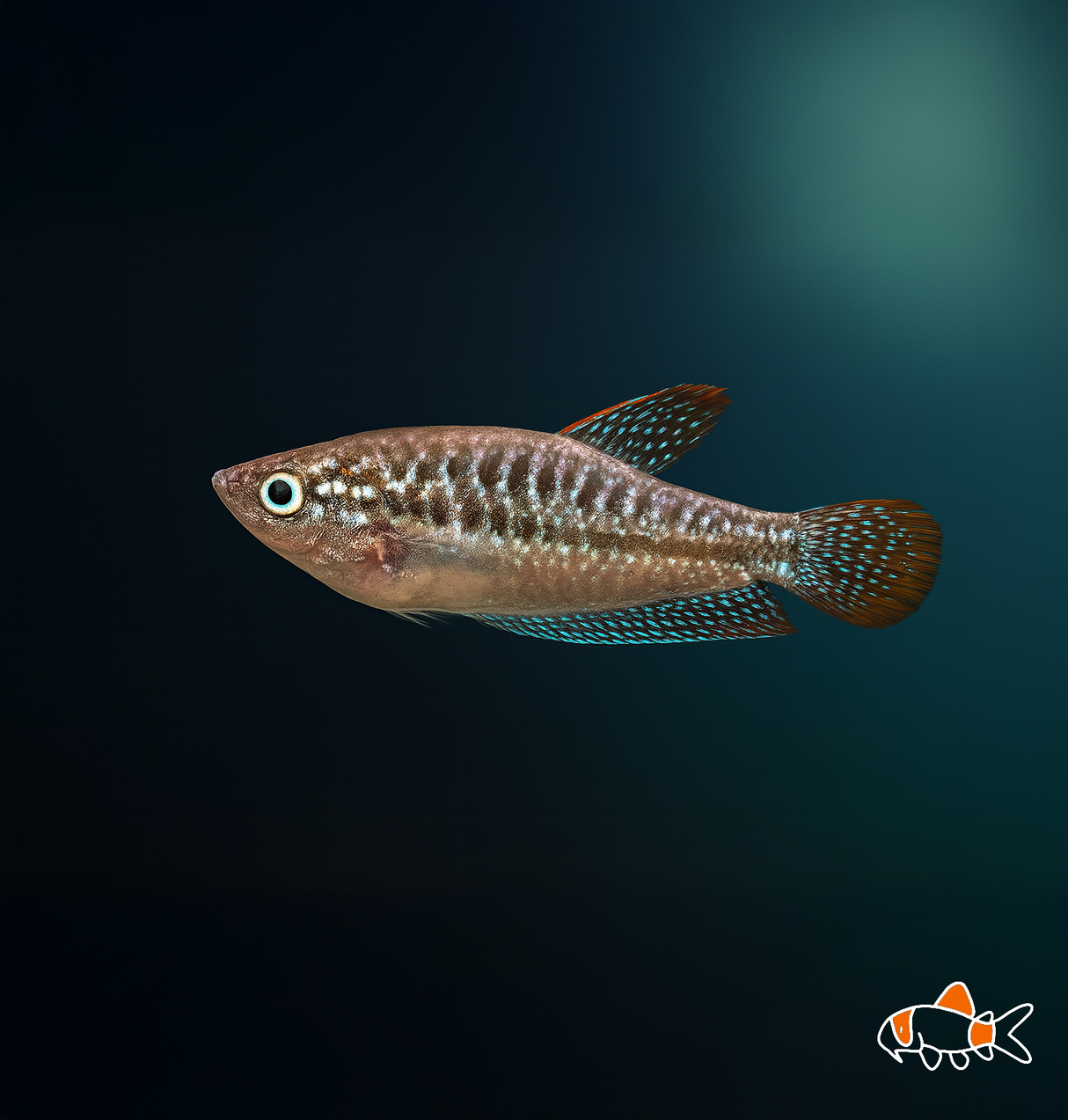 Sparkling Gourami | Imported