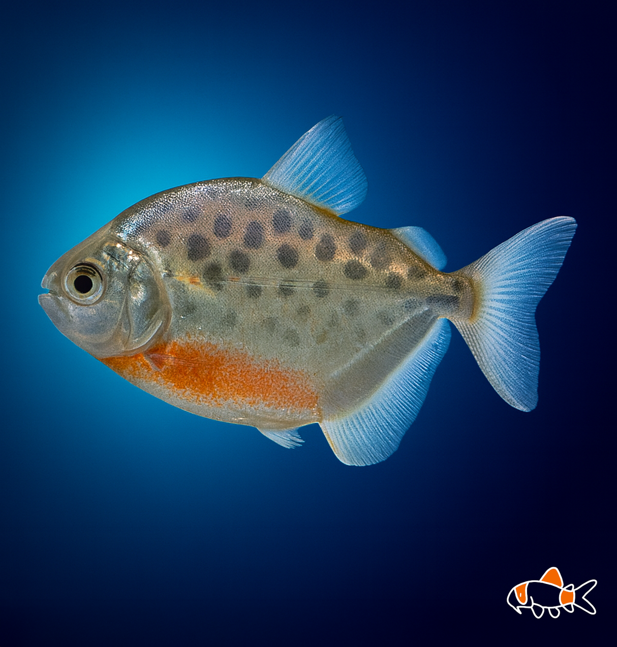 Spotted Silver Dollar Tetra | Imported