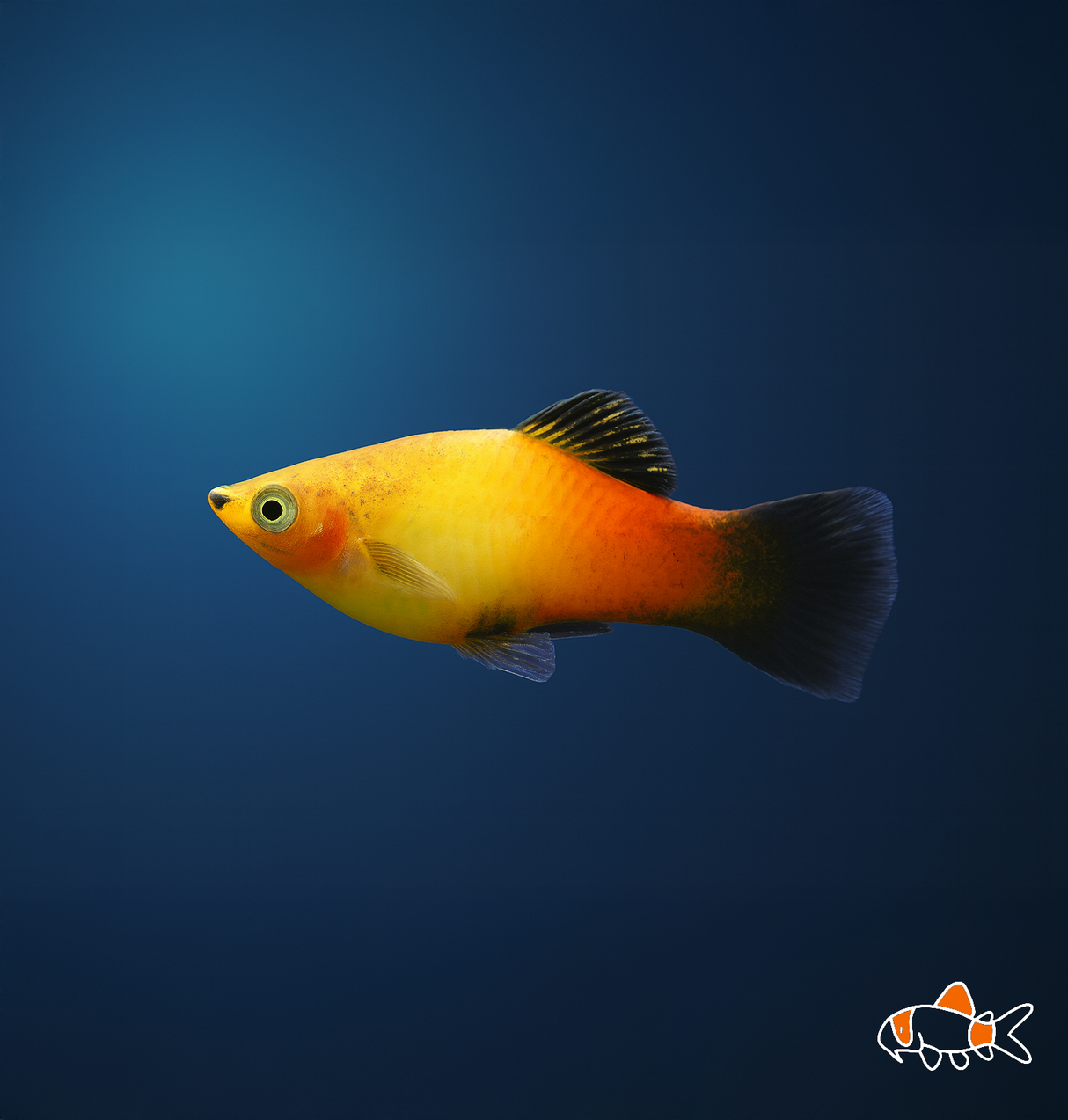 Sunset Wag Platy | Imported