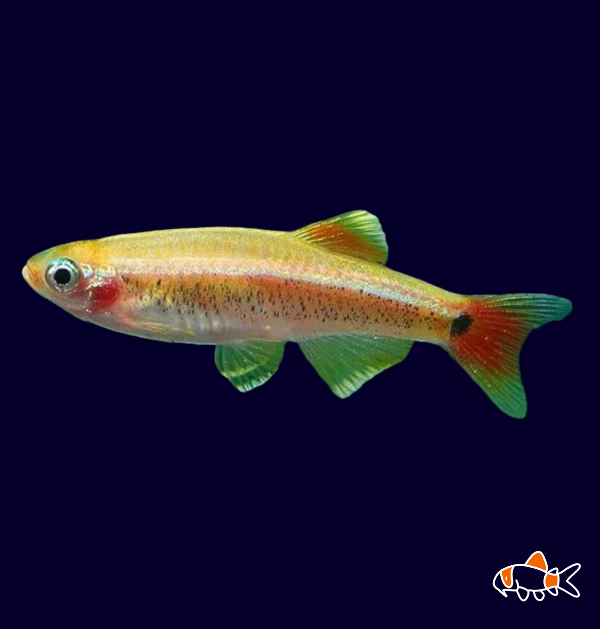 Sunset White Cloud Minnow | Imported