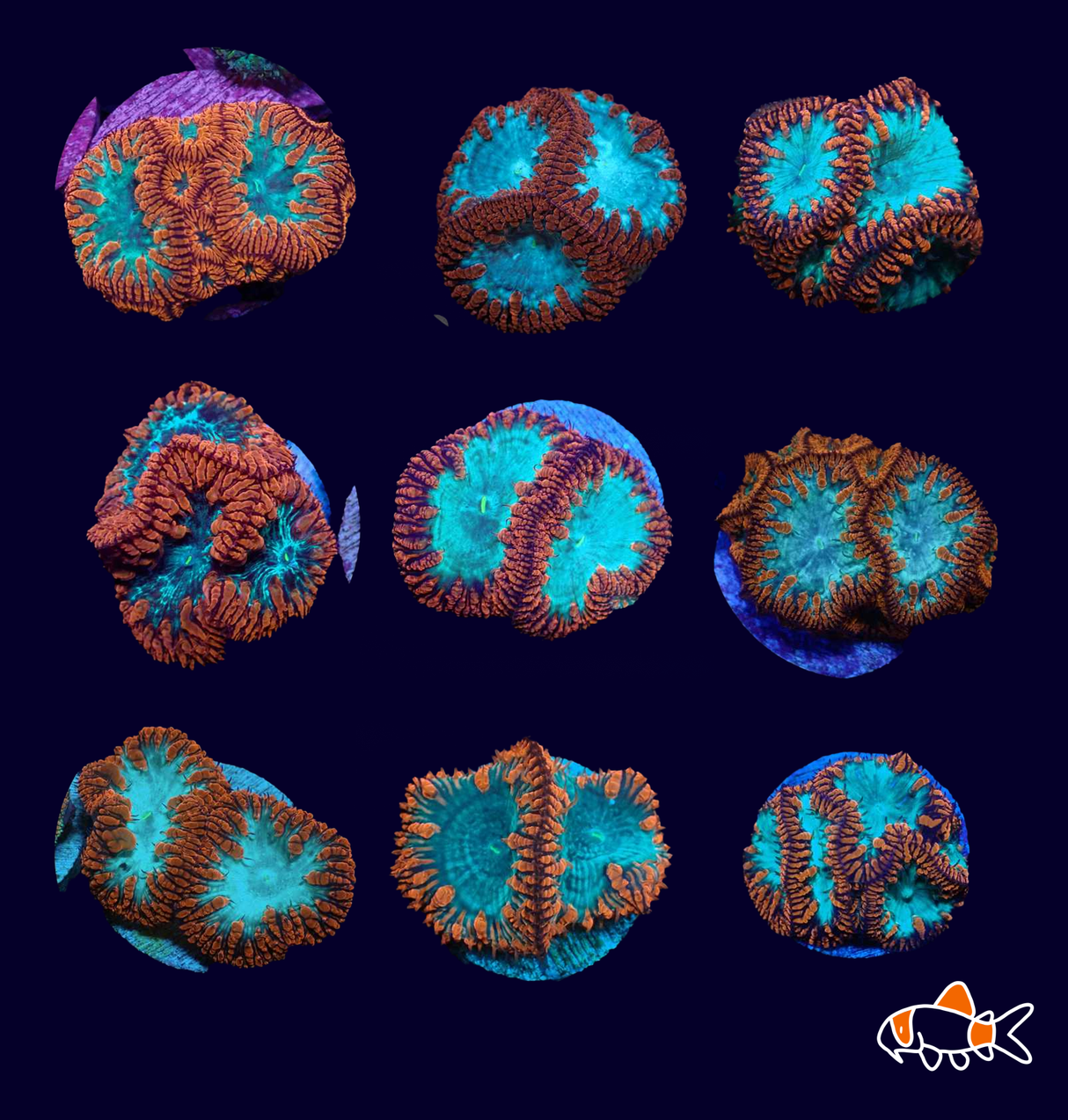 Blastomussa Wellsi || Superman Giant Polyp