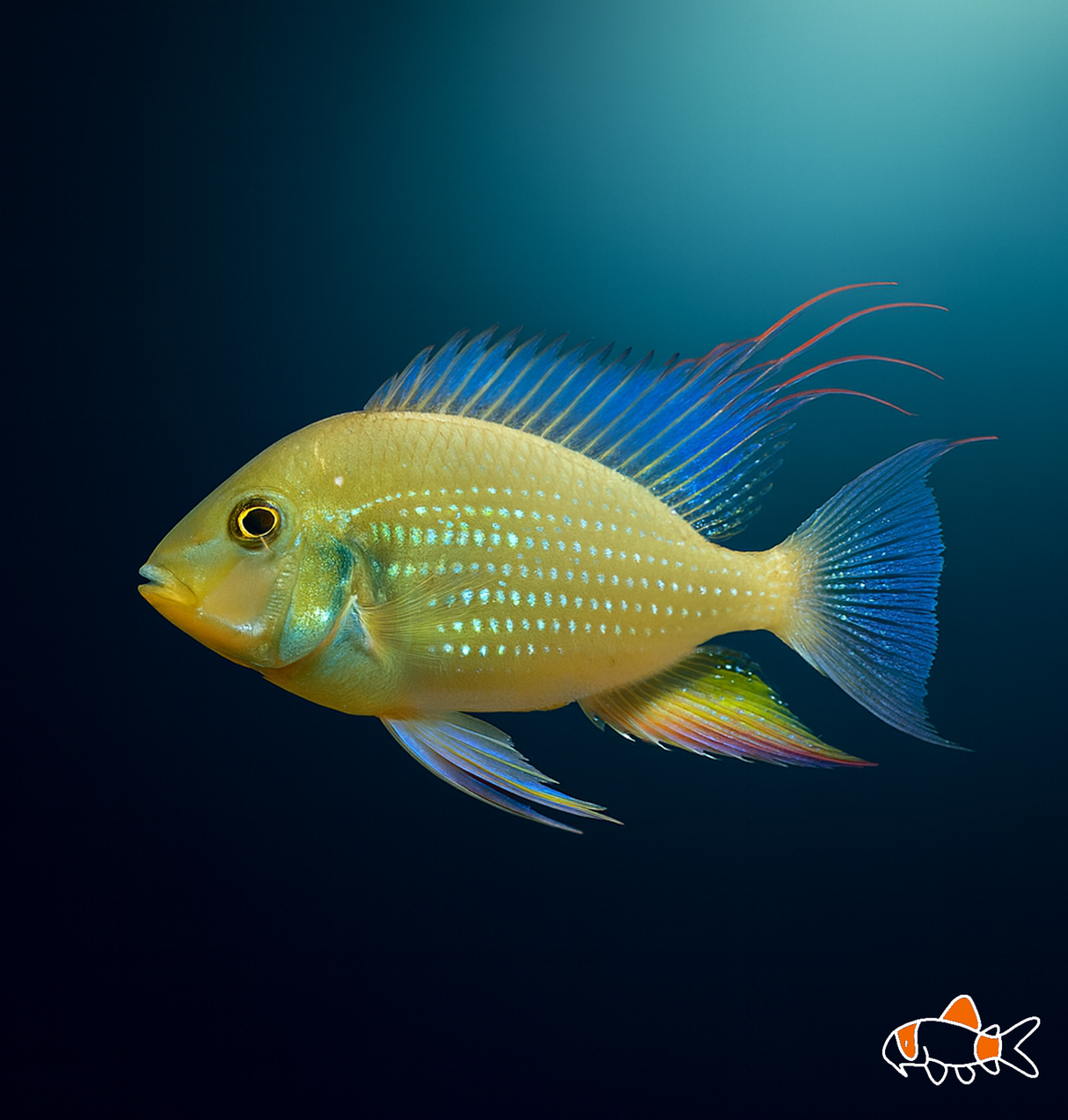 Threadfin Acara | Imported