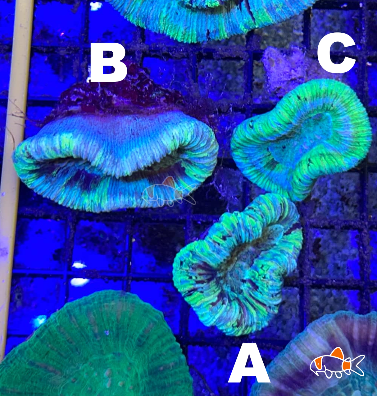 Trachyphyllia || Lime Flashes