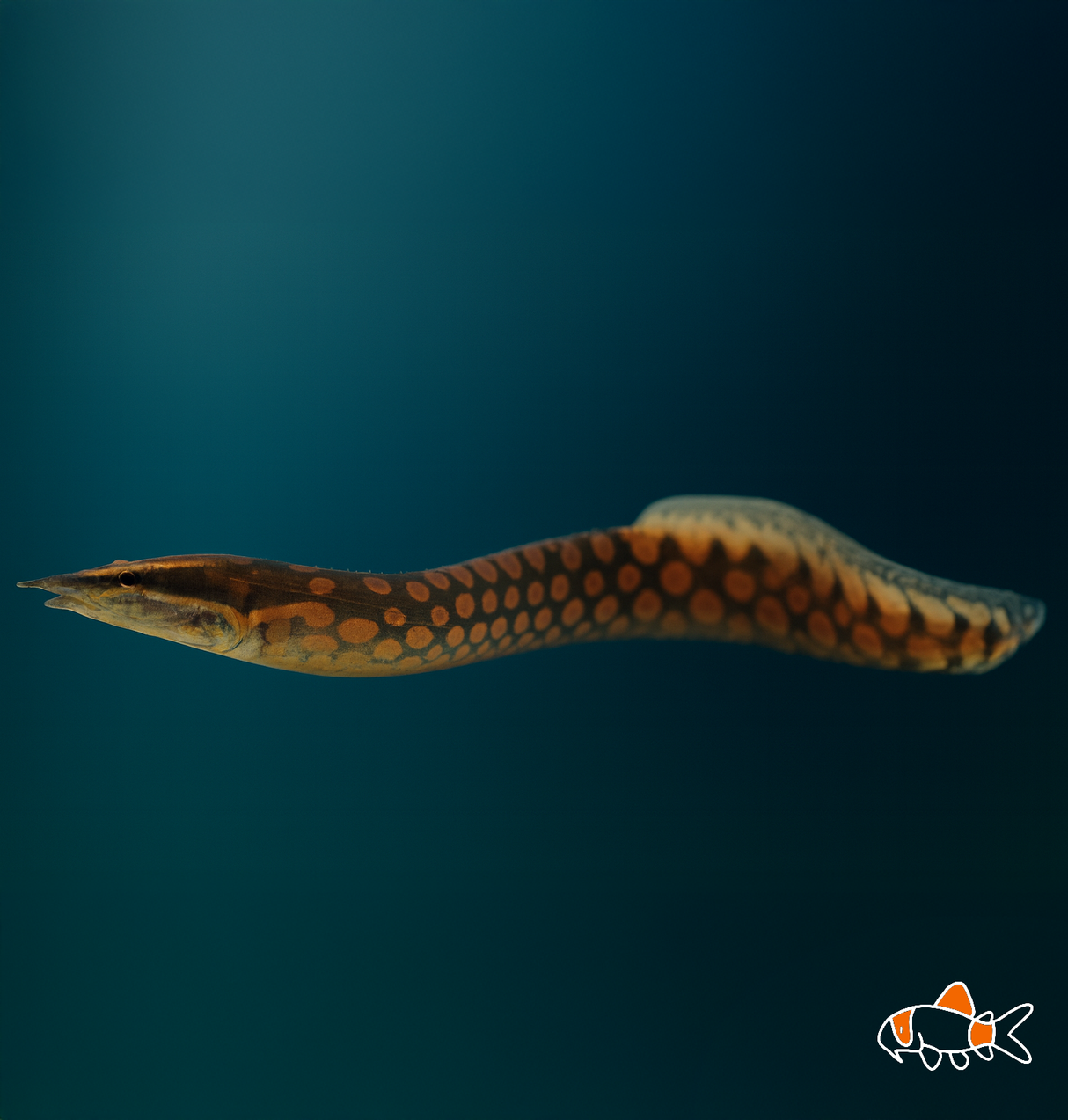 Tyre Track Spiny Eel | Imported