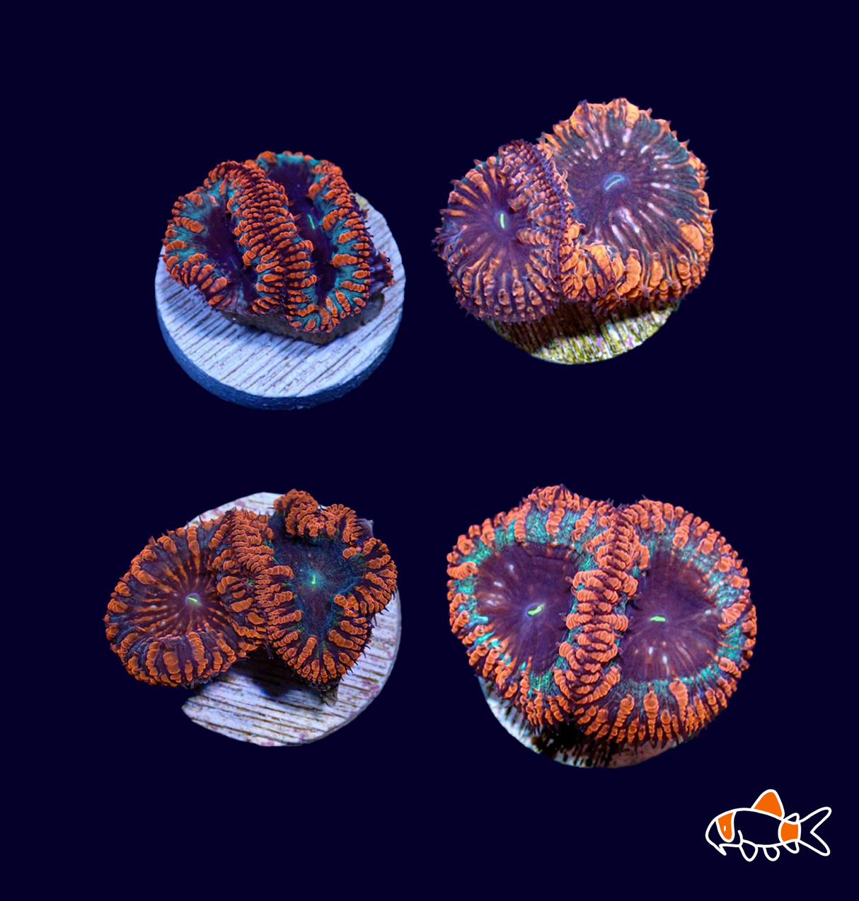 Blastomussa Wellsi || Ultra Giant Polyp