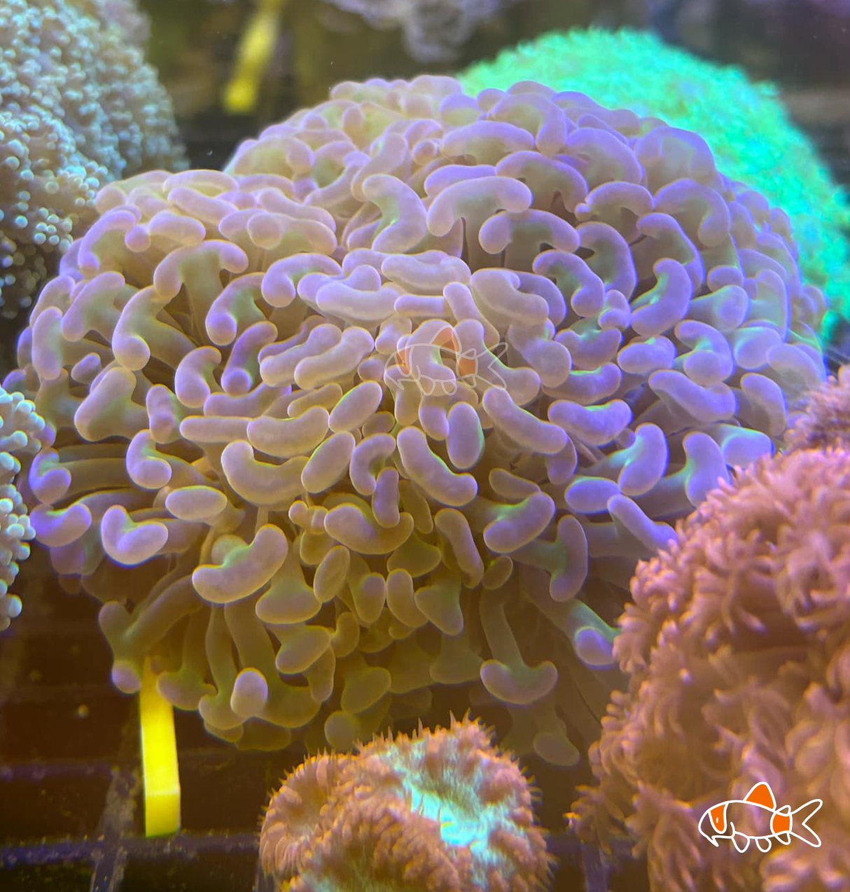 Wall Hammer || A grade