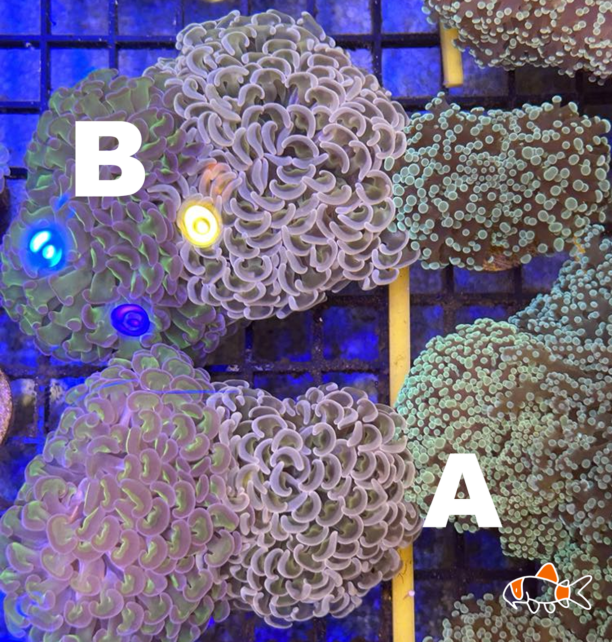 Wall Hammer || Dragon Scale