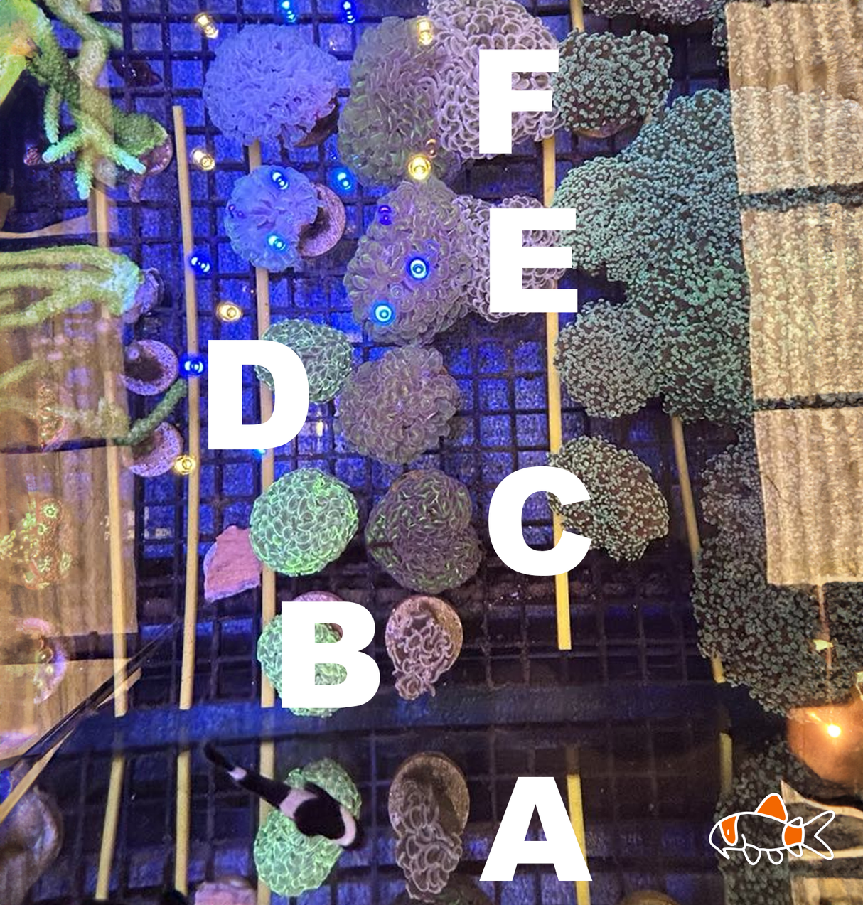 Wall Hammer || Mixed