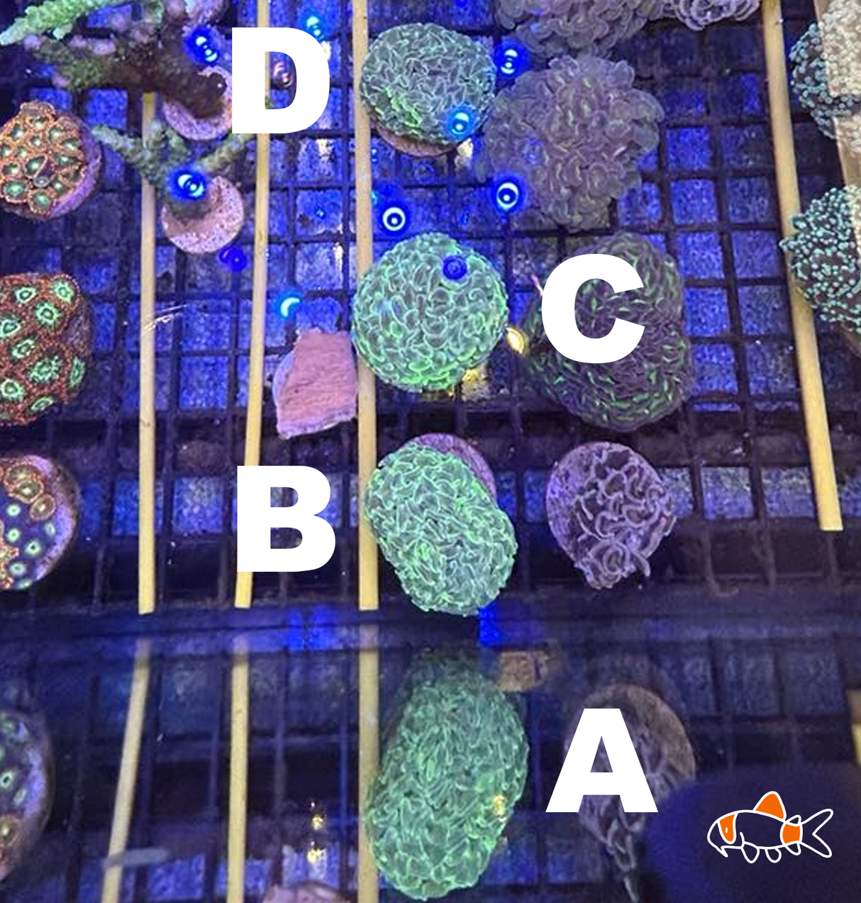 Wall Hammer || Reverse Stem